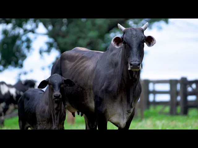 Matriz Nelore MLRC - 163