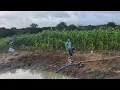 Download Lagu A ÁGUA DO BARREIRO DE LÁZARO ESTÁ SECANDO PORQUE ELE ESTÁ AGUANDO A LAVOURA DE MILHO E TÁ BONITA