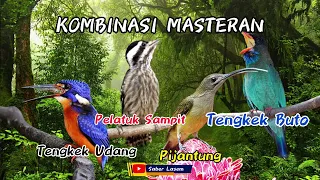 masteran kombinasi platuk sampit tengkek udang pijantung tengkek buto