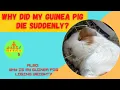 Why did my Guinea Pig die suddenly What are the signs of a guinea pig dying