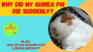 Why did my Guinea Pig die suddenly What are the signs of a guinea pig dying