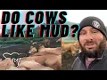 Do cows like mud Why are cows dirty sometimes