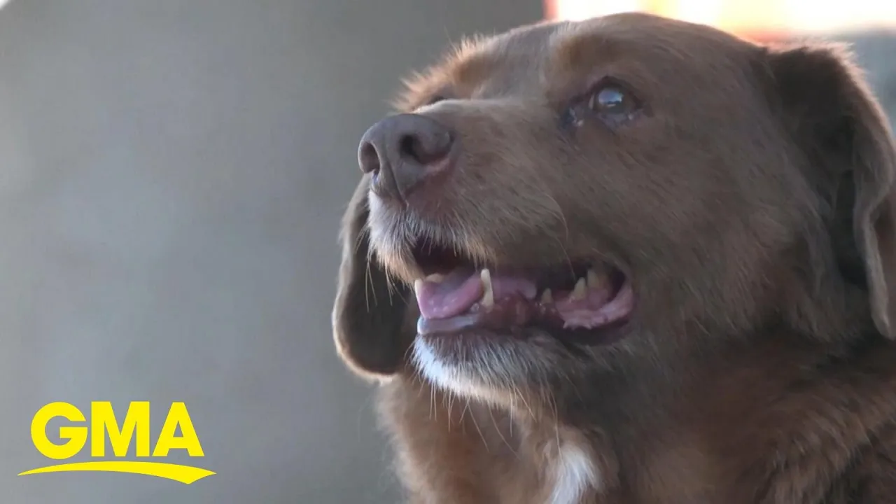 The world's oldest living dog | GMA