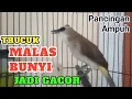 Lagu PANCINGAN DAN MASTERAN TRUCUKAN AGAR TRUCUK GACOR PAGI SIANG DAN MALAM
