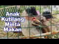Download Lagu Suara Anak Burung Kutilang Minta Makan