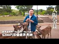 Download Lagu 【大阪/奈良】 鹿界潛規則 : No仙貝＝No Talk！$200円即變鹿界男神｜大阪檸檬牛舌  #奈良 #大阪 #奈良自由行 #奈良餵鹿 #日本自由行
