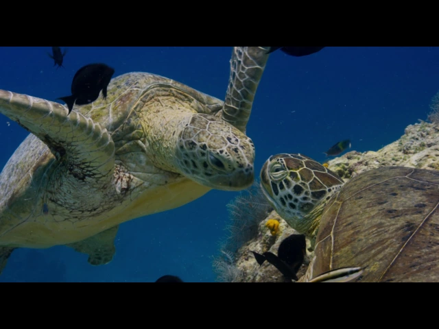 Disneynature's Dolphins - Trailer