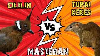 Download BAJING KEKES vs CILILIN MASTERAN MEWAH TERBAIK MP3