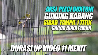 Download AKSI PLECI GUNUNG KARANG BUXTONI DURASI VIDEO 11 MENIT | SIBAD TAMPIL 1 TITIK,PIALA TANGSEL BERKICAU MP3