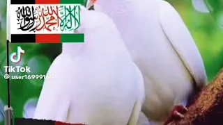 ترانه جدیدمیهنی آوازهاشاعراستادابوالانصارقربانی فاریابی حافظ سنگریار خرم سرشار وحافظ صداقت جگرنار 