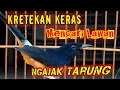 Lagu Kretekan Keras murai batu Memancing Emosi Lawan