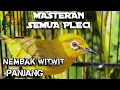 Download Lagu Masteran PLECI Nembak WITWIT PANJANG FULL MATERI LOMBA #pleci #kicaumania #plecinembak #plecigacor