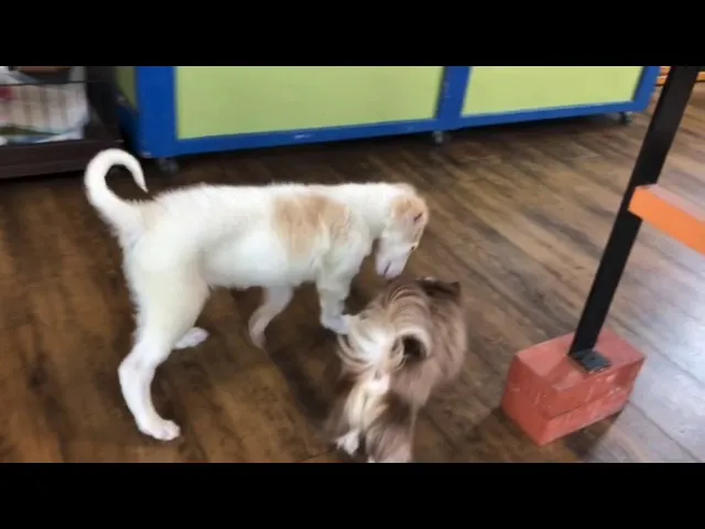 動画