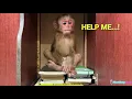 Download Lagu Oh no! Kyo misses the little monkey... Dad worries, runs to find her!