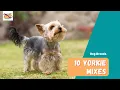 Yorkie Mixes 10 Sweet and Sassy Yorkshire Terrier Mixes for Every Family