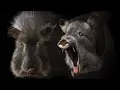 Download Lagu Lazarus-soorten: dieren die terugkwamen van uitsterven
