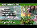 Lagu Mengenal Tanaman hias Bunga camelia