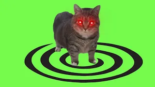  oiia oiia spinning cat hard techno schranz remix or3h1n u0026 dj troll