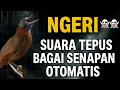 Download Lagu Pancingan tepus kepala abu | masteran tepus kepala abu | tepus kepala abu gacor | tepus gacor