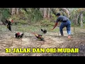 Lagu MIKAT AYAM HUTAN FART8 ,ORI PENASARAN DENGAN PIKAT JALAK