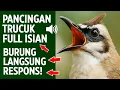 Lagu Masteran trucukan gacor ngalas tarung ropel paling bagus untuk pancingan trucukan agar bunyi nyaut