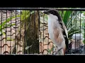 Download Lagu PANCINGAN CENDET GACOR ISIAN KAPAS TEMBAK PLUS TENGKEK UDANG