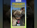Download Lagu Surah Al-Fatiha Recitation with Heartwarming Human-Animal Moments | Pure Love \u0026 Quran Peace