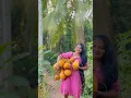 Download Lagu who wants This Drink? King Coconut Drink 😋 #viralvideo #foryou #onemillion #villagelife #shorts