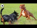 Rottweiler vs Pitbull Which Is The Better Pet