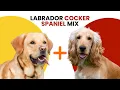 Labrador Cocker Spaniel Mix AKA Spanador
