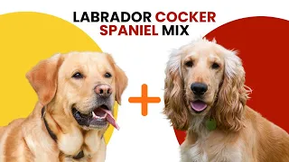 Labrador Cocker Spaniel Mix AKA Spanador