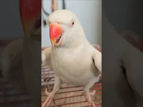 Cute Parrot white #fantasticparrot #parrot #youtubeshorts