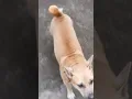 Download Lagu Delivery Man Gets a Barking Lecture