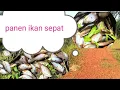 Download Lagu Menjala  kawanan ikan sepat Siam di parit kecil