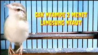 suara pancingan ciblek sawah agar cepet gacor