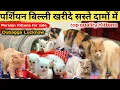 Top quality extreme Punch doll face calco Persian kitten Persian Kittens Lucknow pet shop