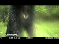 My Trail Camera Caught Something UNEXPECTED