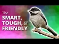 Chickadees The Smart Tough Friendly