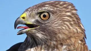 صوت الصقر العربي مخيف جدا جدا جدا 