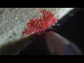 Paper Absorbing Ink Macro