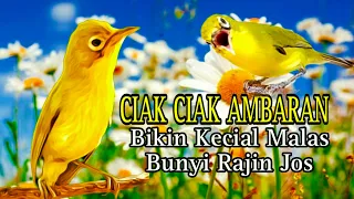 Download CIAK CIAK AMBARAN RAME DI ALAM LIAR BIKIN KECIAL MALAS BUNYI JADI RAJIN JOS GACOR MP3