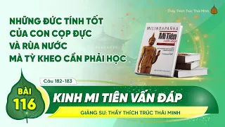 Kinh Mi Tiên Vấn Đáp câu 182-183 | Bài 116 | Thầy Thích Trúc Thái Minh