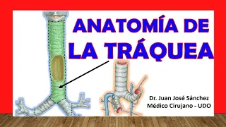 🥇 Anatomy of the TRACHEA. Easy, Quick and Simple