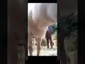 Billy wouldn t get out the camera She named her goats