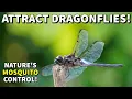 How To Attract DRAGONFLIES For A MOSQUITO FREE Yard And Garden