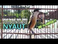 Download Lagu burung cendet gacor FULL TEMBAKAN buat PANCINGAN CENDET AGAR BUNYI JADIKAN BURUNG PENTET GACOR EMOSI