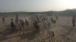 Goats Mating With Dogs In Tharparkar I Foryou Goatsmating Dogshorts 