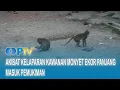Download Lagu Akibat Kelaparan Kawanan Monyet Ekor Panjang Masuk Pemukiman I UN News I Eddutainment PTV