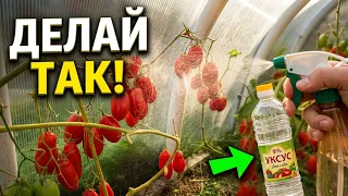 От ФИТОФТОРЫ #томаты #фитофтора #теплица