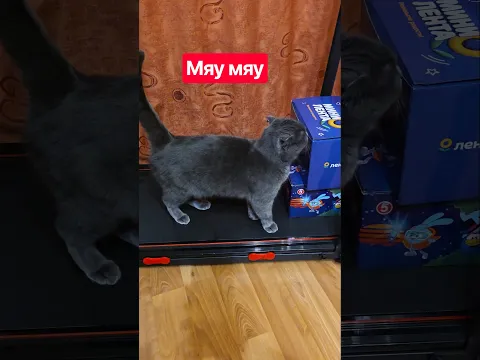 Кот слушает чужого кота #котэ